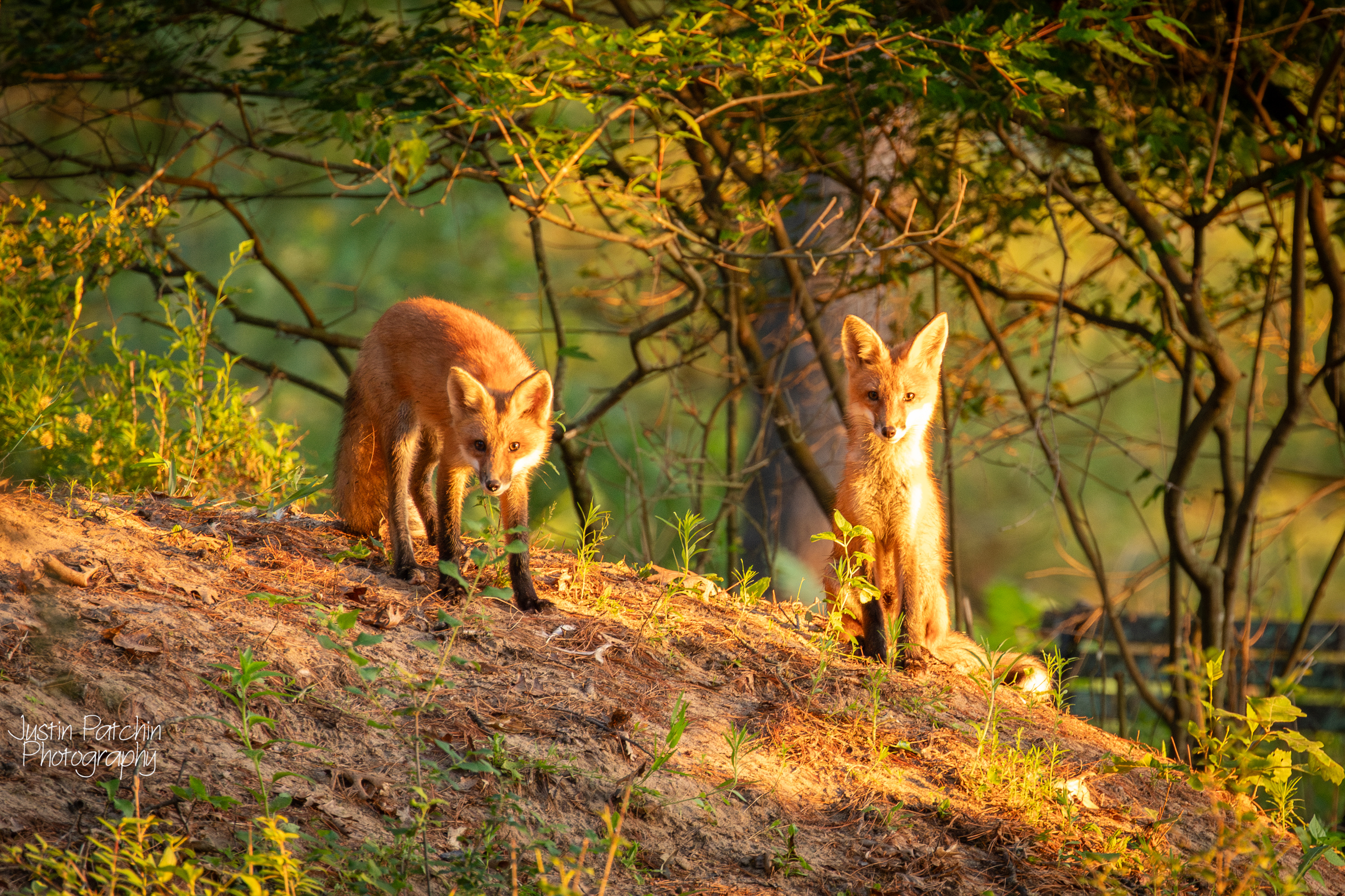 Wildlife photography